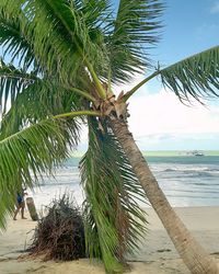 Close-up of palm tree by sea against sky