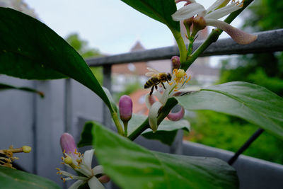 Close-up of insect on purple flowering plant