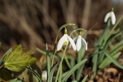 Close-up of white flowering plant