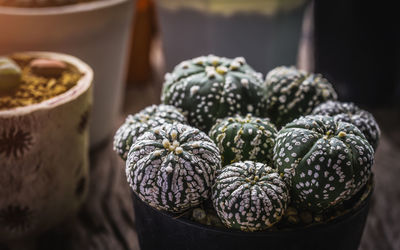 Close-up of potted plant for sale in market