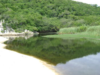 Reflection of trees in lake