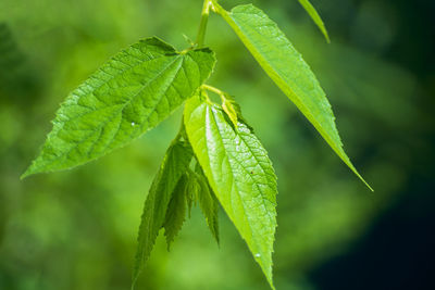 Close-up of green leaves