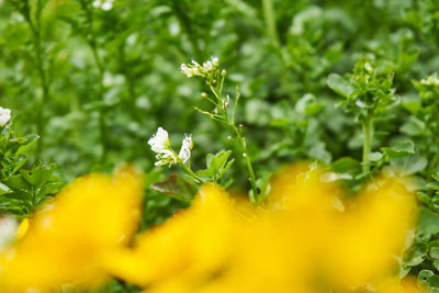 Close-up of yellow flowering plant