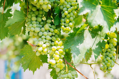 Close-up of grapes