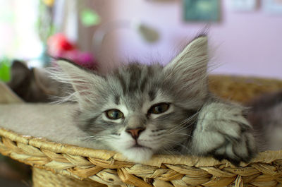 Close-up portrait of a cat