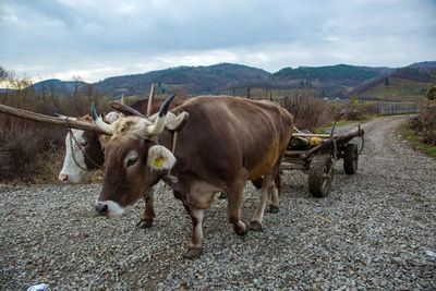 Cows on field against sky