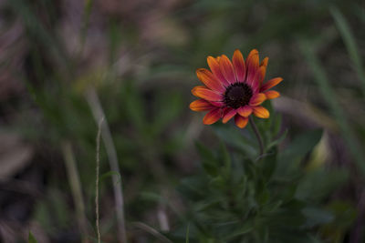 Close-up of orange flowering plant