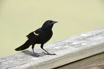 Close-up of bird perching on wood