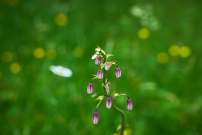 Close-up of insect on purple flowering plant