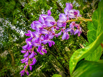 Close-up of purple flowers