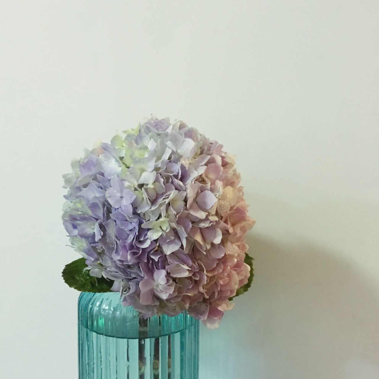 flower, fragility, studio shot, nature, beauty in nature, white background, freshness, flower head, no people, petal, bunch of flowers, growth, hyacinth, close-up, water, bouquet, flower arrangement, hydrangea, day