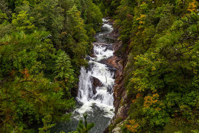 Scenic view of waterfall in forest