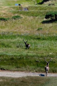 Deer in a field