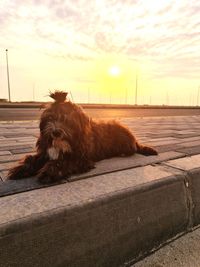 Dog on beach