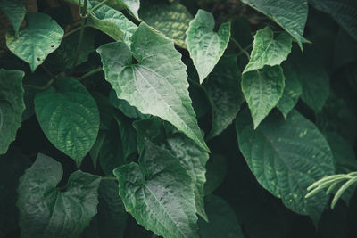 Full frame shot of leaves