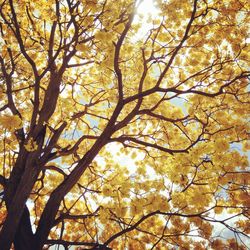 Low angle view of tree against sky