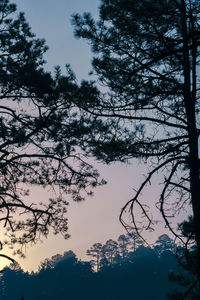 Low angle view of silhouette trees against sky at sunset