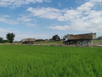 Scenic view of agricultural field against sky