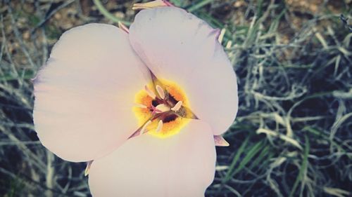 Close-up of yellow flower on field