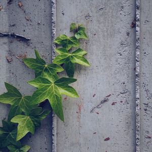 Green plant leaves on the wall