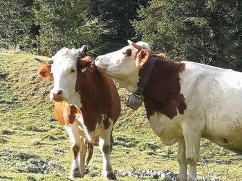 Cows in a field