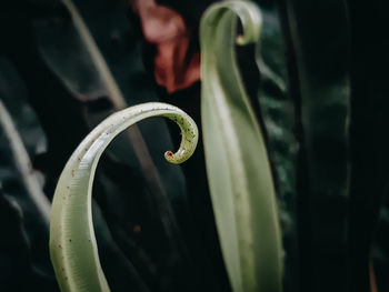 Close-up of spiral leaf