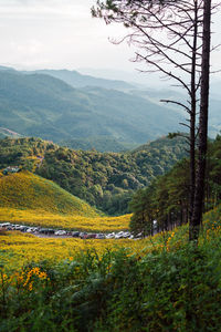 nature