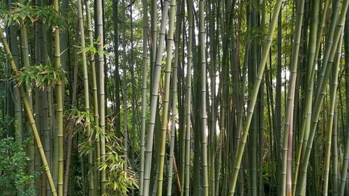 Full frame shot of bamboo plants growing in forest