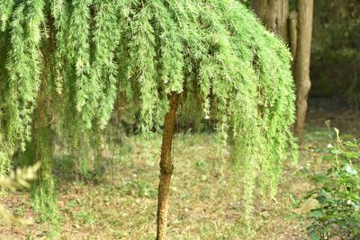 Close-up of pine tree in forest