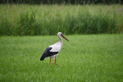 Bird walking on grass