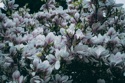 Close-up of fresh flowers