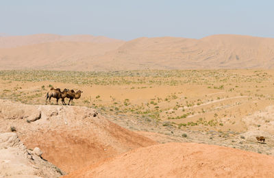 Bactrian camels standing on sand dune at badain jaran desert