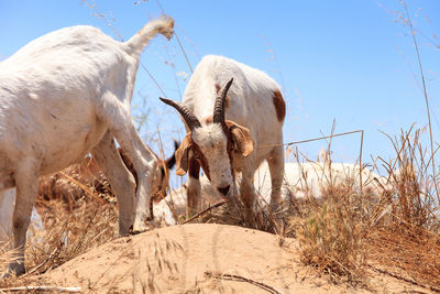 Goats cluster along a hillside with saddleback mountains in aliso and wood canyons wilderness park.