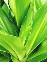 Full frame shot of palm leaves