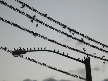 Low angle view of birds perching on cable against sky