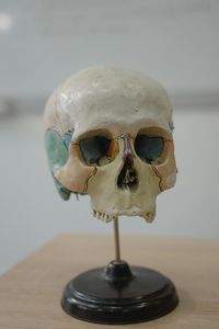 Close-up of human skeleton