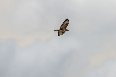 Low angle view of eagle flying in sky