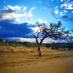 Bare tree on landscape against blue sky