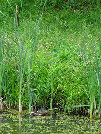 Scenic view of swamp on field