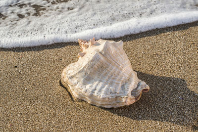 High angle view of shells on beach