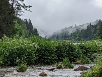 Plants growing on land against sky