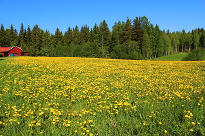 Scenic view of yellow flowering plants on field against sky