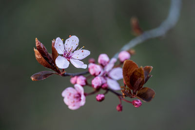 Close-up of purple flowering plant