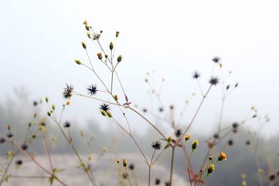 Close-up of flowering plants on field against sky