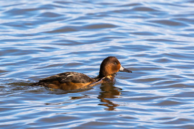 High angle view of duck swimming in lake