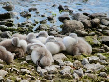 Swan babies  in a lake