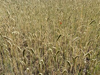 Full frame shot of wheat field