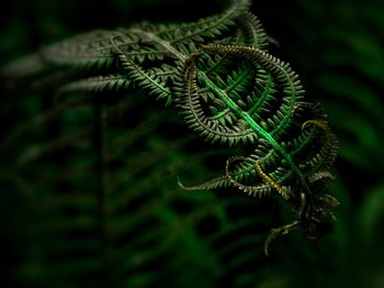 Close-up of fern on plant