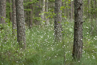 View of bamboo trees in forest