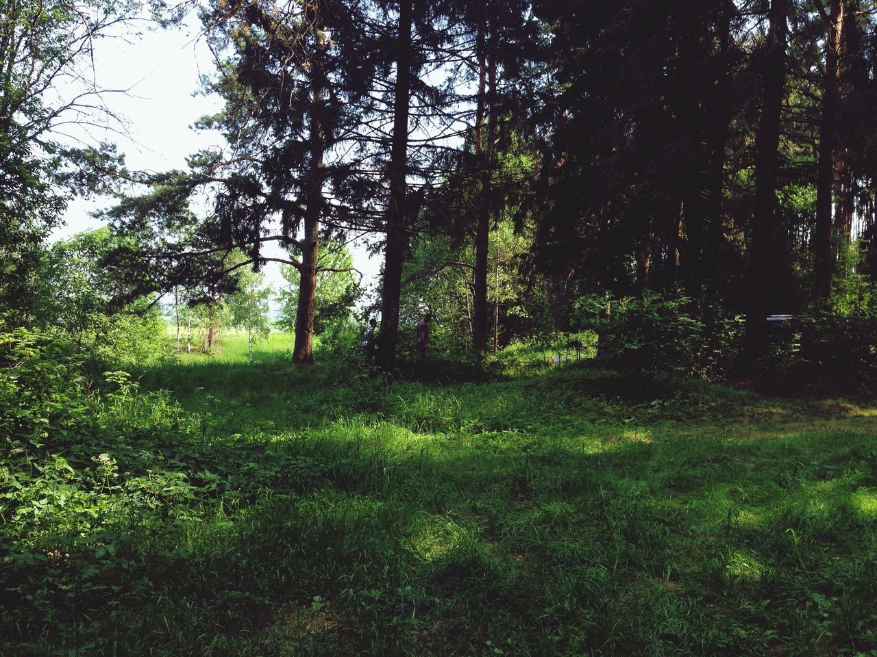 tree, growth, tranquility, grass, green color, tranquil scene, nature, beauty in nature, tree trunk, scenics, grassy, landscape, field, branch, forest, sunlight, lush foliage, non-urban scene, day, shadow